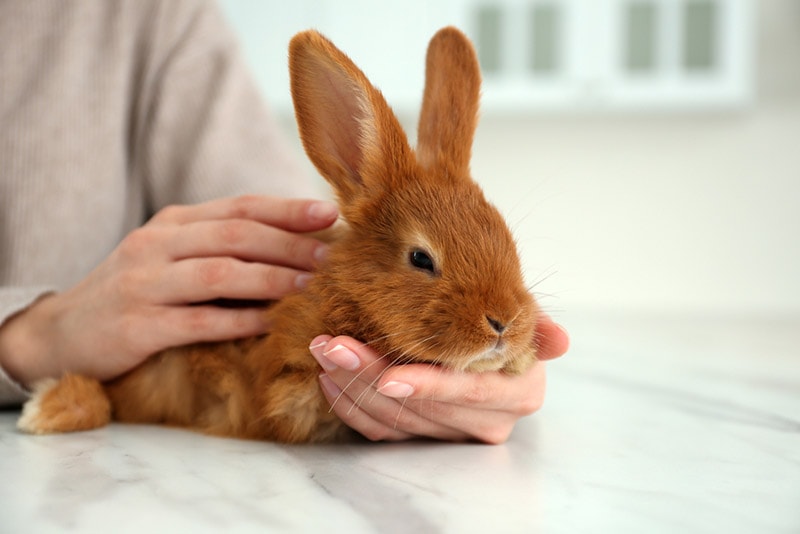 Why Is My Rabbit Not Eating? 6 Vet-Reviewed Reasons