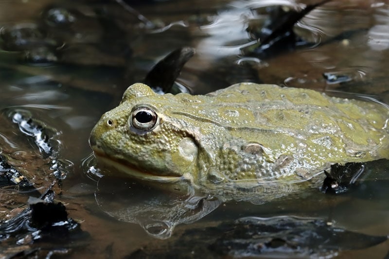 Do Frogs Have Backbones? Vet-Approved Anatomy Explanation