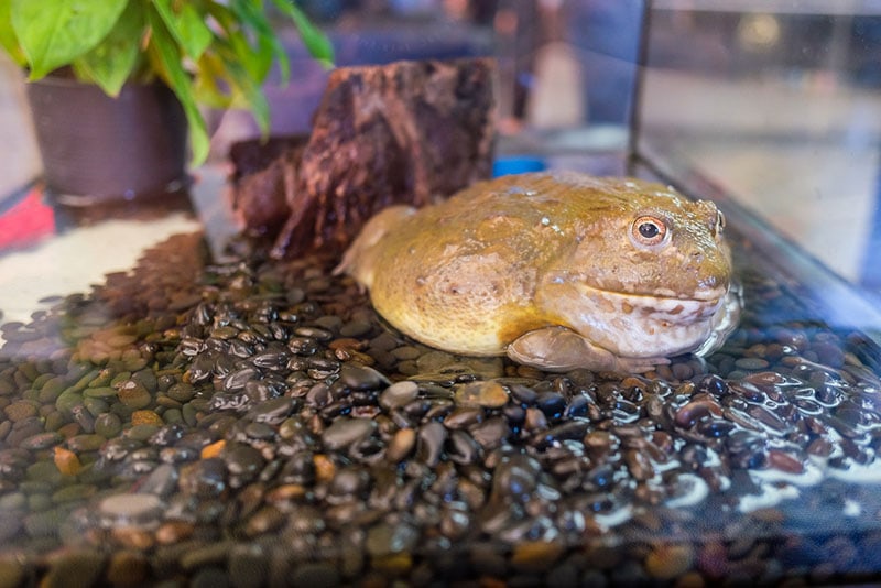 Do Frogs Drink Water? Frog Hydration Explained