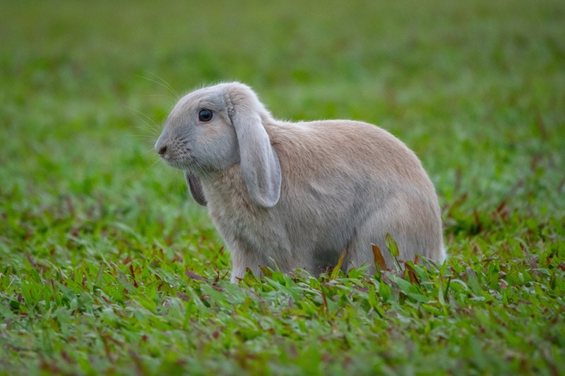 6 Types of Lop Rabbits (With Info & Pictures)