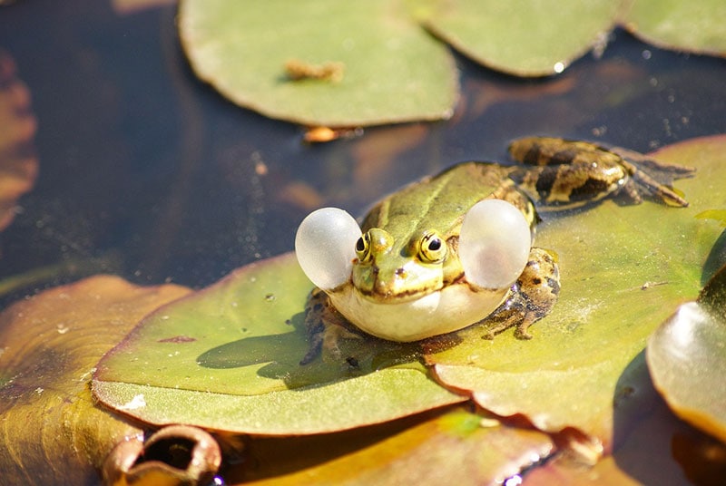 Why Do Frogs Croak? Vet-Reviewed Amphibian Communication Facts