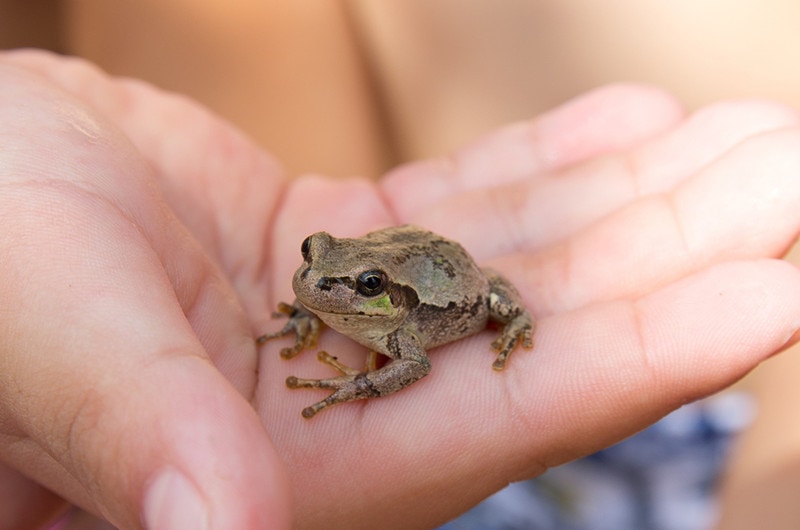 How Long Do Pet Frogs Live? Average Lifespan, Data & Care