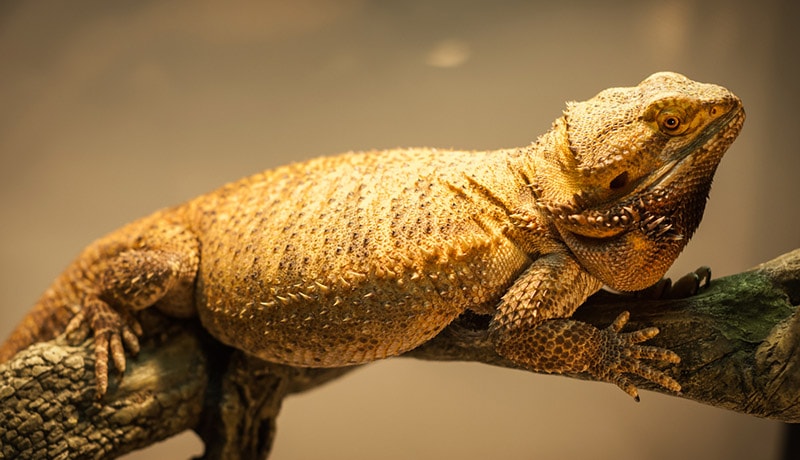 German Giant Bearded Dragon: Size, Pictures, Habitat & Care Guide