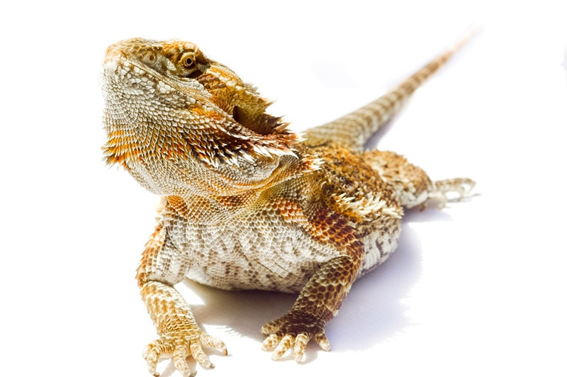 How Long Can a Bearded Dragon Go Without Heat? Vet-Verified Facts & FAQ