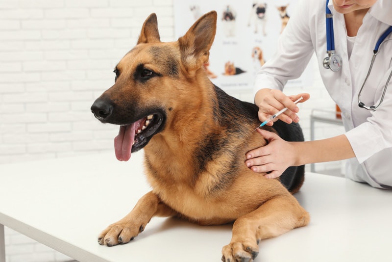 My Dog Smells After Anesthesia: Vet-Reviewed Reasons & FAQ