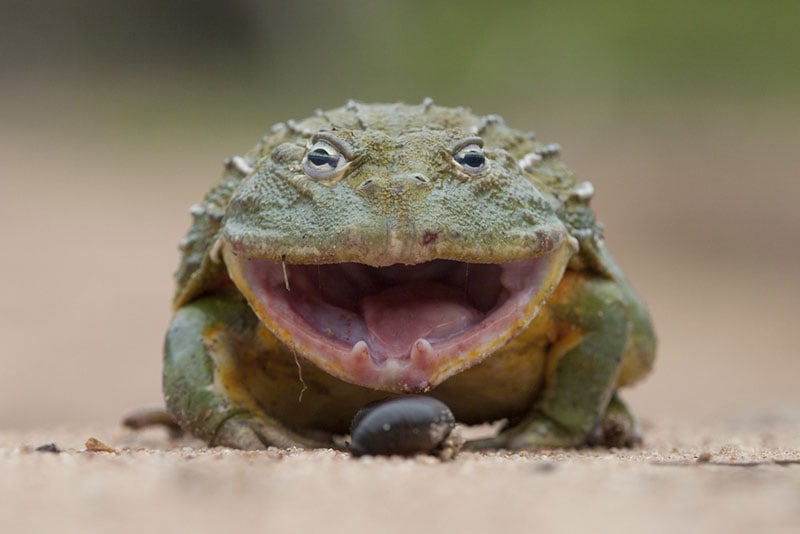 Do Frogs Have Teeth? Fascinating Facts & FAQs