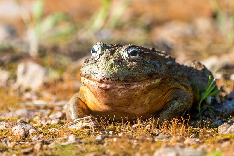 Do African Bullfrogs Make Good Pets? Facts & FAQ