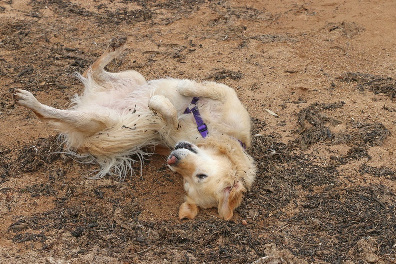 Why Do Dogs Roll in Dead Animals? 4 Vet Approved Reasons & Prevention Tips