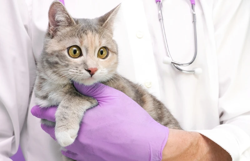 Can a Cat Recover From a Stroke? Our Vet Answers
