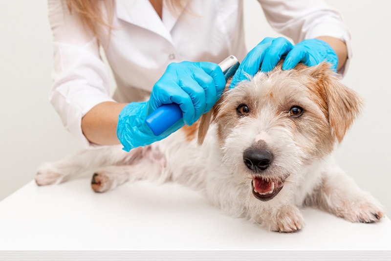 How to Groom a Dog With Matted Hair: 6 Vet-Reviewed Easy Steps