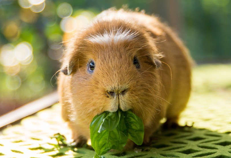 Why Do Guinea Pigs Poop So Much? Vet-Reviewed Science & Info