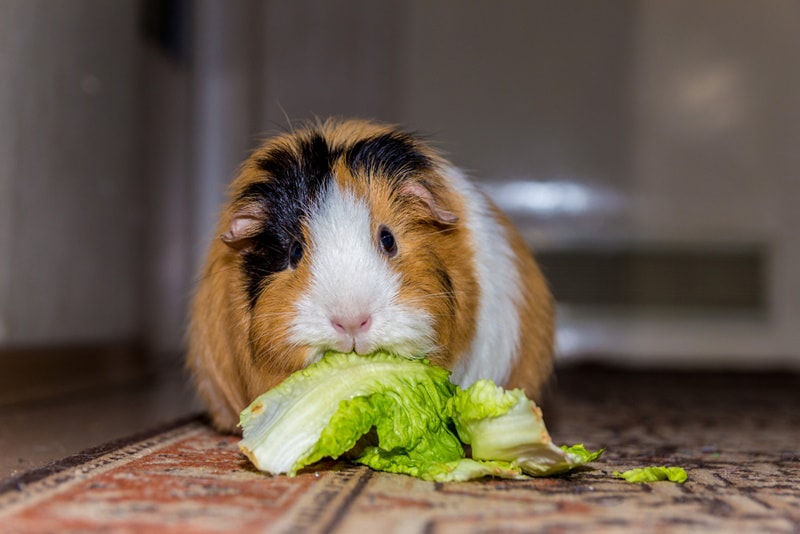 What Vegetables Can Guinea Pigs Eat? Vet-Approved Nutrition Science & Info!