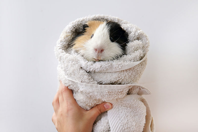 Where to Buy Guinea Pigs in 2026: 4 Options