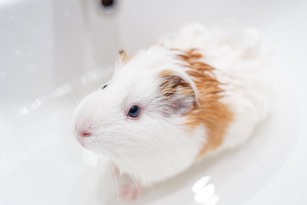 How to Bathe Guinea Pigs: 14 Vet Approved Essential Tips