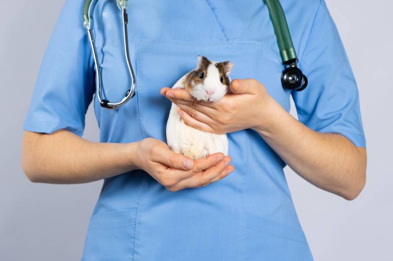 Why Is My Guinea Pig Sneezing? Our Vet Explains