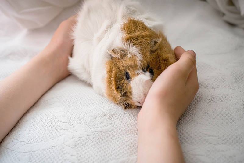 How to Take Care of a Guinea Pig: 6 Common Questions (Vet-Reviewed)