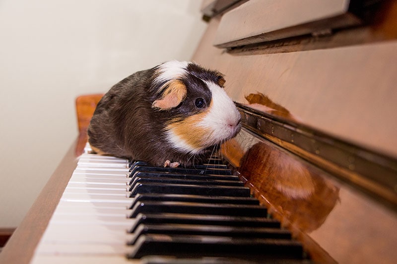 Do Guinea Pigs Like Music? Vet-Verified Science & Info