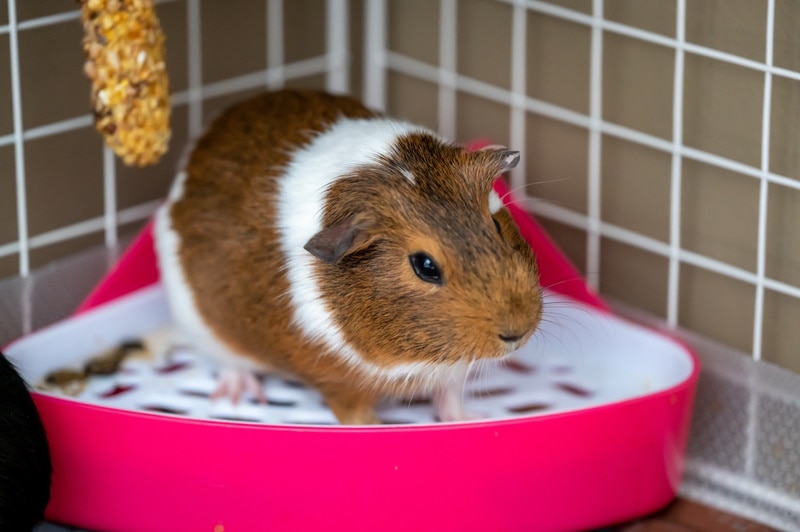 15 DIY Guinea Pig Cage Plans You Can Build Today (With Pictures)