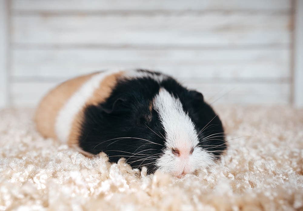 Do Pet Guinea Pigs Hibernate? What Owners Should Be Aware Of