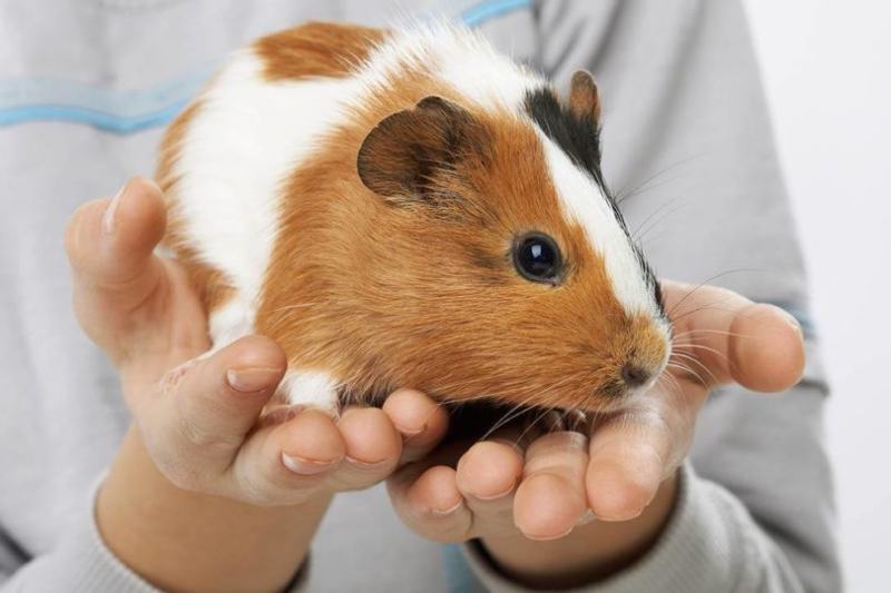 Are Guinea Pigs Smart? What Does Science Say