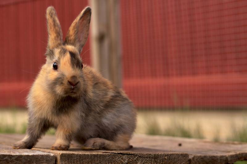 Gotland Rabbit: Care Guide, Pictures, Lifespan & Traits