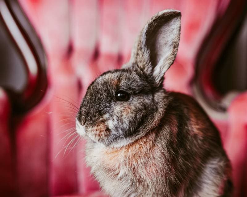 Harlequin Rabbit Breed: Pictures, Temperament & Traits