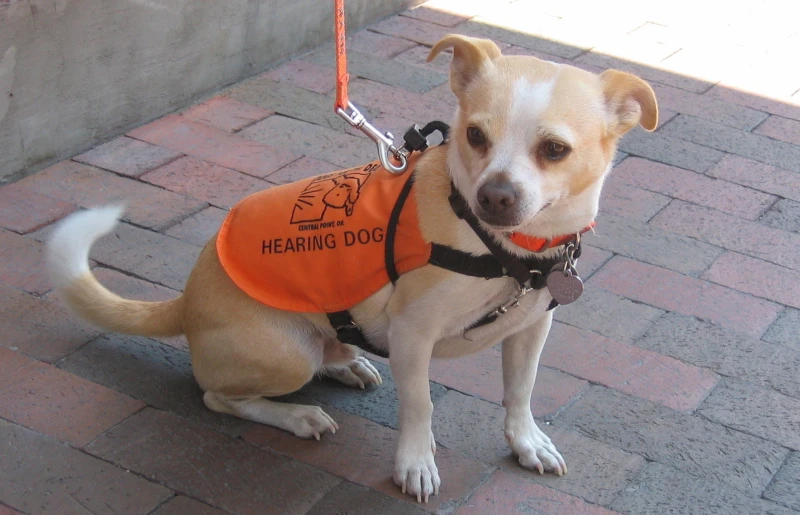 Hearing Dogs: What They Do & How to Get One