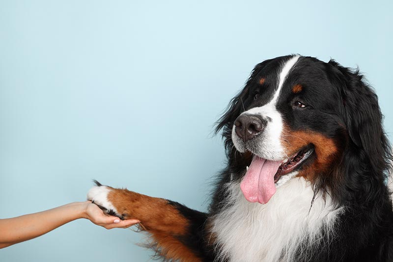 24 Quiet Dog Breeds That Don’t Bark Too Much (With Info & Pictures)