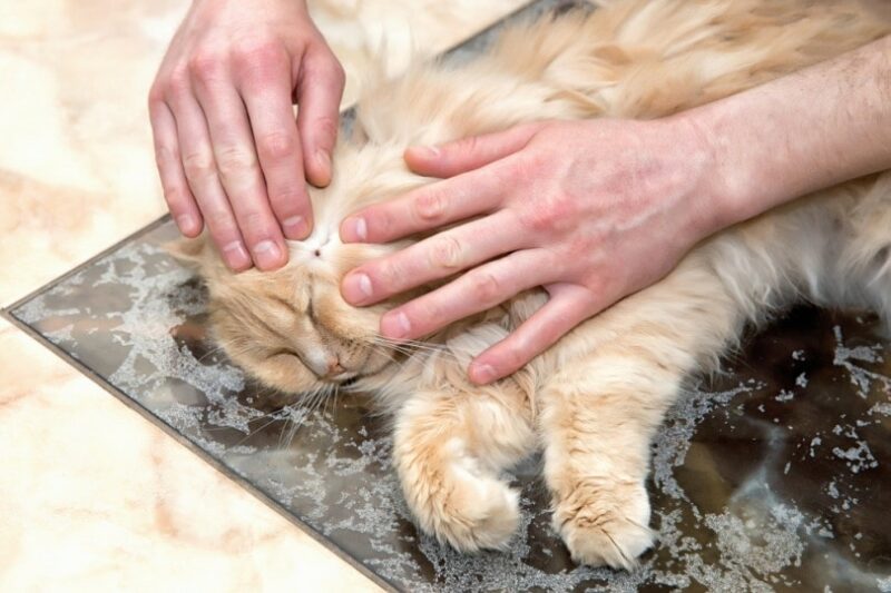 How to Prevent Tick Bites in Cats: 11 Vet-Approved Tips