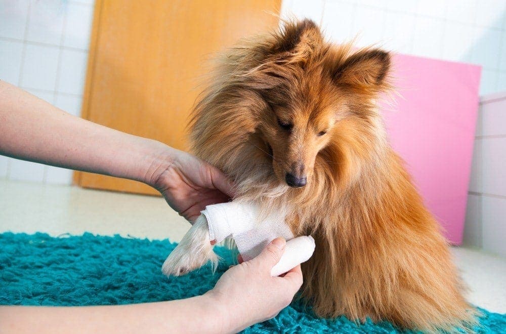 Can a Dog Recover From a Torn ACL Without Surgery? (Vet Answer)