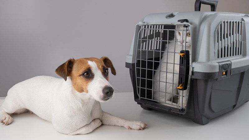 Are Jack Russell Terriers Good With Cats? Behavior Facts & Tips