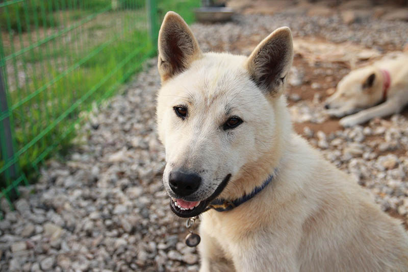 Jindo Husky Mix: Info, Pictures, Care Guide, Temperament & Traits