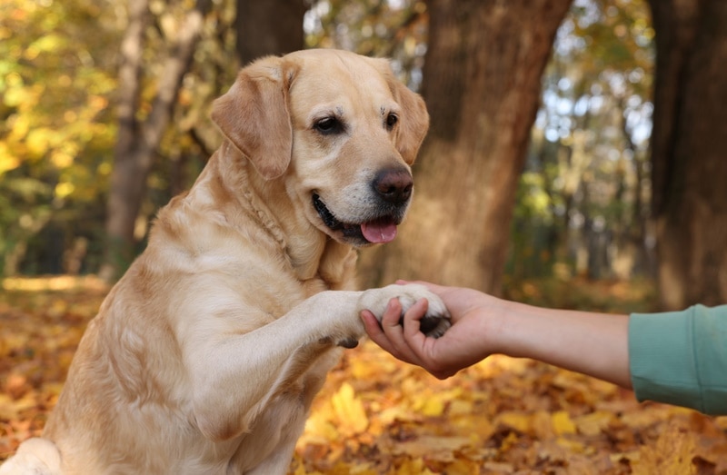 Can I Put Aloe Vera on My Dog's Paws? Vet Approved Facts, Precautions & Tips