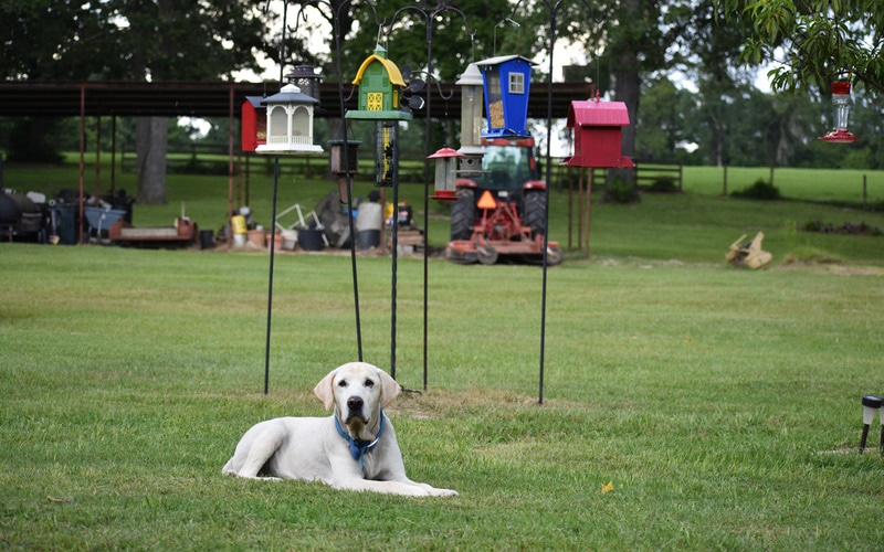 My Dog Is Eating Birdseed: Vet Reviewed Risks Explained