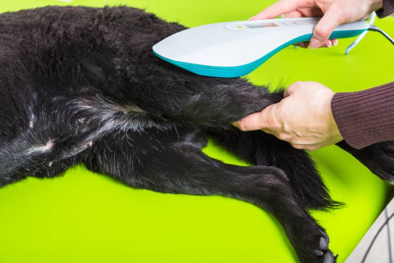 Laser Treatment For Dog Arthritis - Does It Really Work (Our Vet Answers)