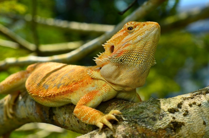 What Type of Fruit Can Bearded Dragons Eat? Vet-Approved Treats