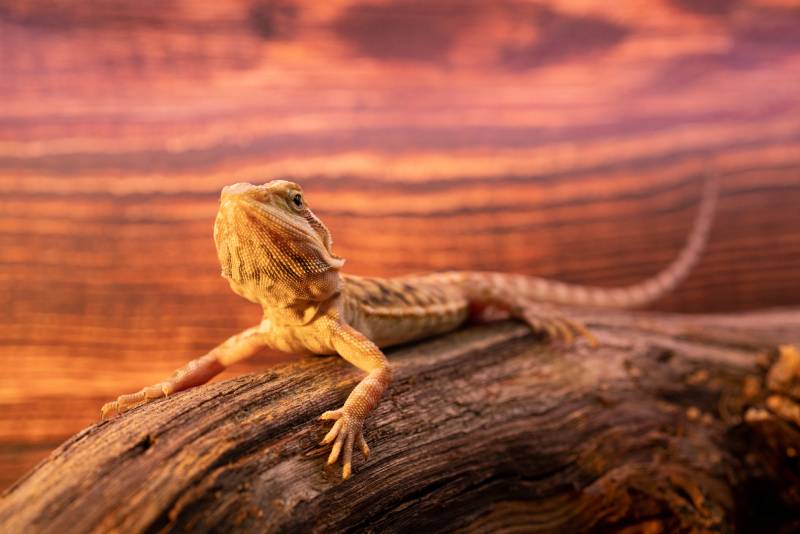Translucent Bearded Dragon: Size, Pictures, Habitat & Care Guide