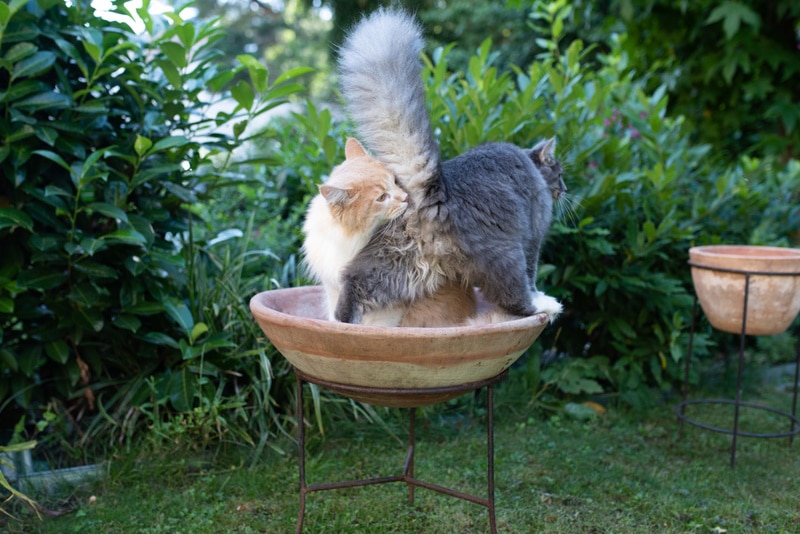 Why Do Cats Smell Each Other's Butts? 6 Possible Reasons (Vet Reviewed)