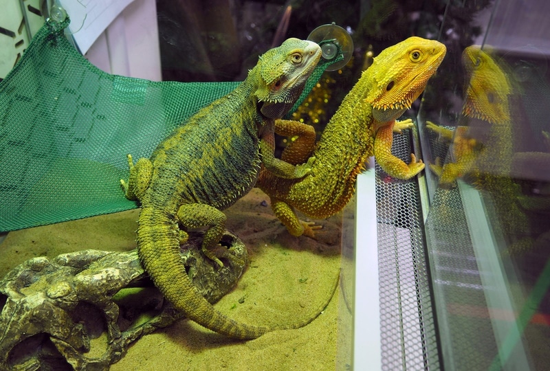 10 Best Bearded Dragon Enclosures and Terrariums – 2026 Reviews & Top Picks