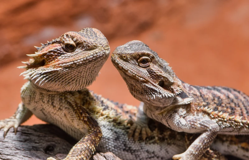 How to Tell if Bearded Dragon is Male or Female: 5 Vet Reviewed Methods