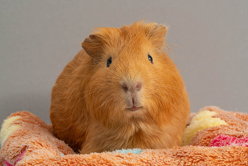 How Long Do Guinea Pigs Live? Vet-Verified Lifespan, Data & Care