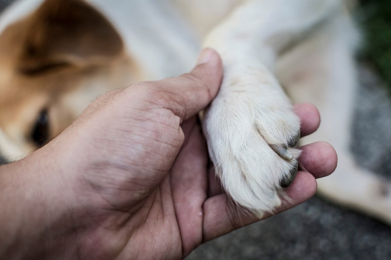 Why Do Dogs Not Like Their Paws Touched? 5 Vet-Verified Common Reason