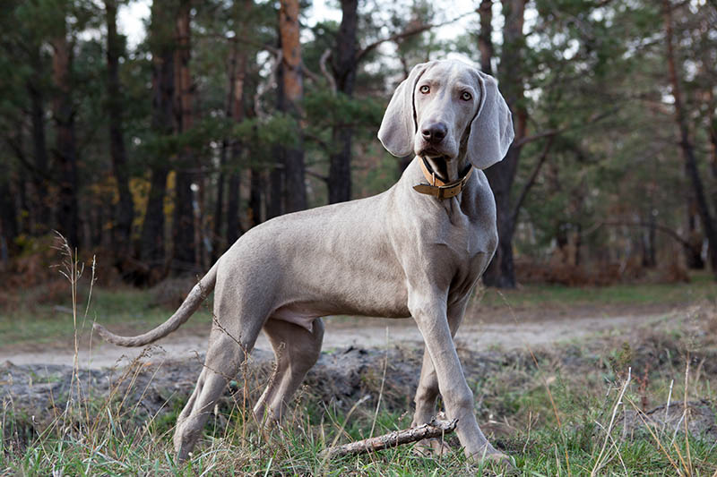 Are Weimaraners Hypoallergenic? Vet-Approved Tips & FAQ