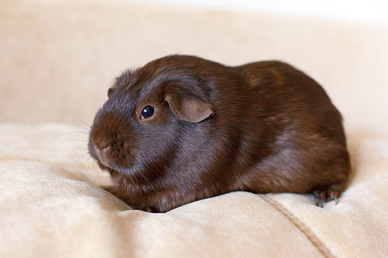 8 Guinea Pig Sounds & What They Mean (With Audio)
