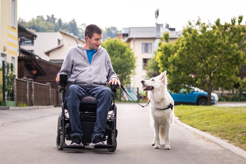 When Is Assistance Dog Day? 2026 Update & Important Facts