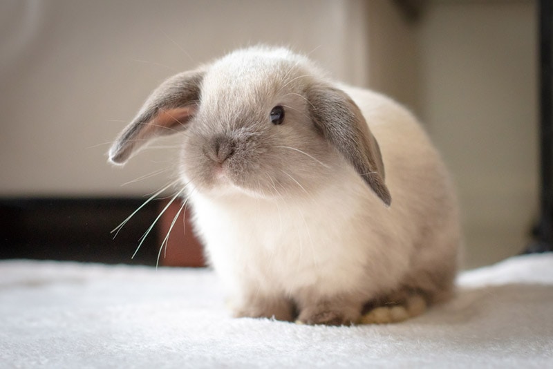 How Much Do Mini Lop Rabbits Cost? 2026 Price Update