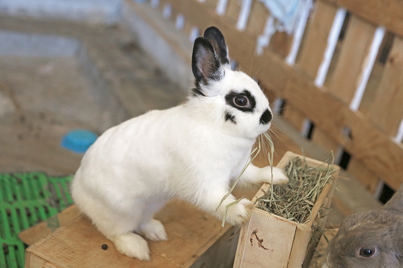 How Long Can Rabbits Go Without Food? Vet Answer, Risks & Causes
