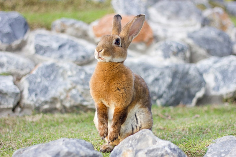How Much Do Mini Rex Rabbits Cost? 2026 Update
