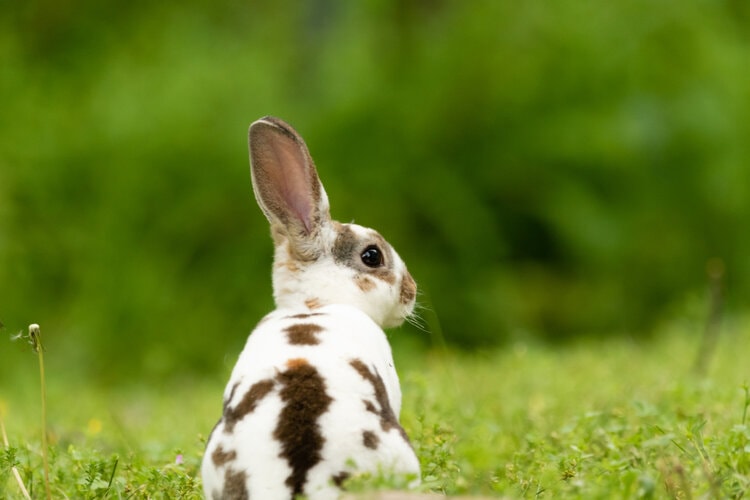 17 Rabbit Essentials You Need: 2026 Vet-Reviewed Guide