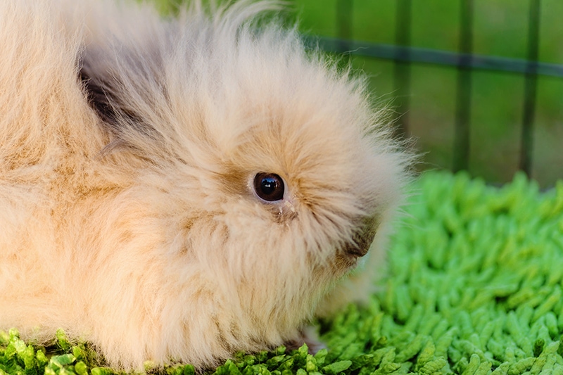 Molting in Rabbits: Signs, Causes & Care